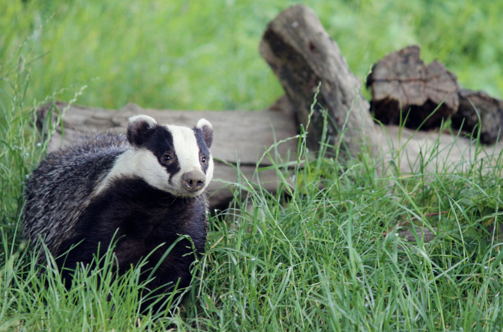 Badger Talk